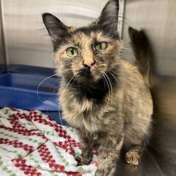 Nyla -  Domestic Short Hair Cat for Adoption in Blue Ridge, Georgia - Nyla | PetCurious