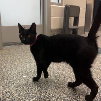 Luna Lady -  Domestic Short Hair Cat for Adoption in Fairport, New York - Luna Lady | PetCurious