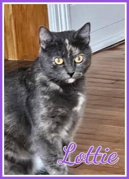 Lottie -  Dilute Calico Cat for Adoption in Valley City, North Dakota - Lottie | PetCurious