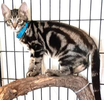 BOO -  Domestic Short Hair Cat for Adoption in Olympia, Washington - BOO | PetCurious