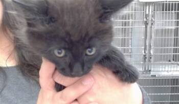 INDIGO -  Domestic Medium Hair Cat for Adoption in Salinas, California - INDIGO | PetCurious