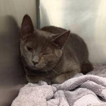 Lawsuit -  Domestic Short Hair Cat for Adoption in Martinsville, Virginia - Lawsuit | PetCurious