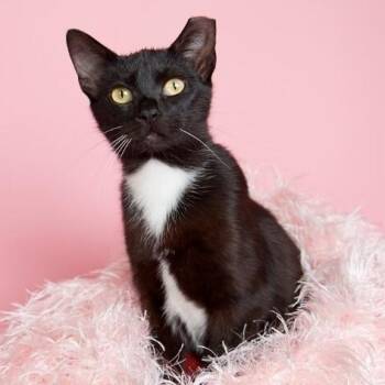 Silky Sweet -  Tuxedo and Domestic Short Hair Cat for Adoption in Friendswood, Texas - Silky Sweet | PetCurious