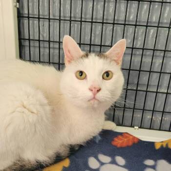 Handsome -  Domestic Short Hair Cat for Adoption in Ruckersville, Virginia - Handsome | PetCurious