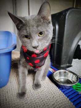 Domestic Short Hair Cats Available for Adoption - Oscar | PetCurious