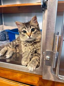 Domestic Short Hair Cats Available for Adoption in Wilmington, North Carolina - Aspen | PetCurious