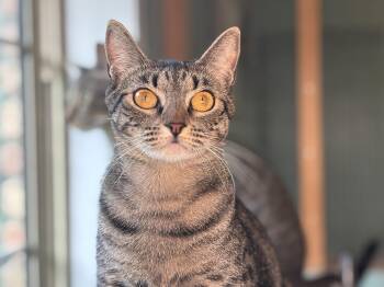 Miss Beans -  Tabby Cat for Adoption in Lucedale, Mississippi - Miss Beans | PetCurious