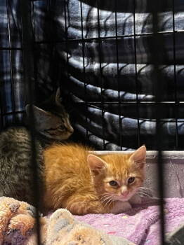 Rescue Tabby Cats for Adoption in Cincinnati, Ohio - Scamper | PetCurious