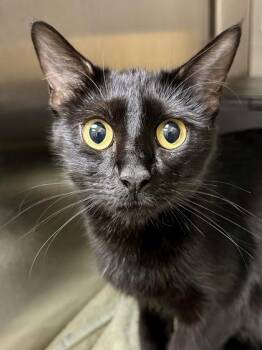 Domestic Short Hair Cats Available for Adoption in Wichita, Kansas - Dinah | PetCurious