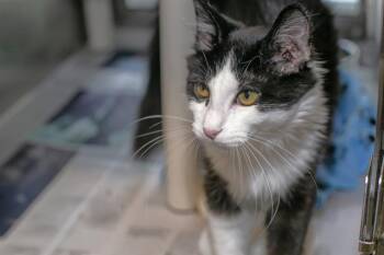 YIN -  Domestic Medium Hair Cat for Adoption in Charlotte, North Carolina - YIN | PetCurious