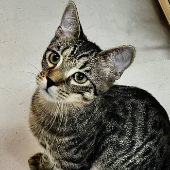 Bandit -  Tabby Cat for Adoption in Emporia, Virginia - Bandit | PetCurious