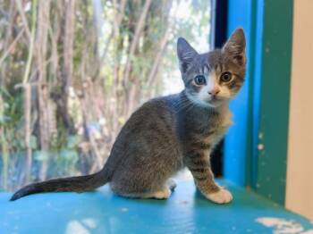 Rescue Domestic Short Hair Cats for Adoption in Palo Alto, California - PUGSLY | PetCurious