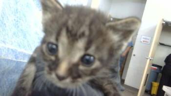 NICOLAS -  Domestic Medium Hair Cat for Adoption in Dallas, Texas - NICOLAS | PetCurious