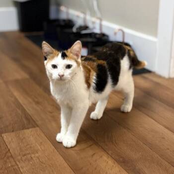 Pink -  Domestic Short Hair Cat for Adoption - Pink | PetCurious