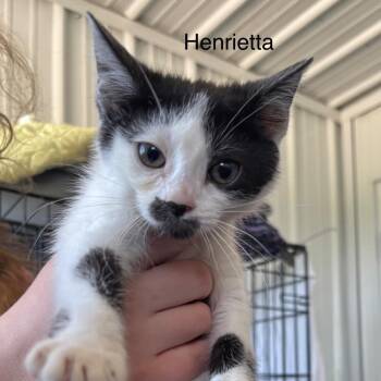 Henrietta -  Domestic Short Hair Cat for Adoption in Hartford City, Indiana - Henrietta | PetCurious