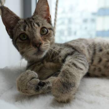 Guava -  Domestic Short Hair Cat for Adoption in New York, New York - Guava | PetCurious