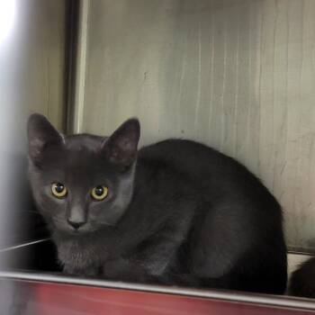 Rescue Domestic Short Hair Cats for Adoption in Marietta, Ohio - Weebles (Neutered) (Bonded Pair W/Mrs. Thumbs) | PetCurious