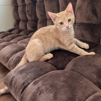 Charizard -  Domestic Short Hair Cat for Adoption in Richmond, Virginia - Charizard | PetCurious