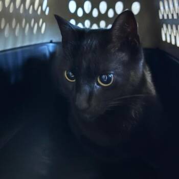 Stray 9/21 -  Domestic Short Hair Cat for Adoption in Keizer, Oregon - Stray 9/21 | PetCurious