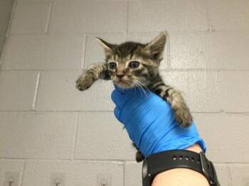 Domestic Short Hair Cats Available for Adoption in Thousand Palms, California - A1917939 | PetCurious