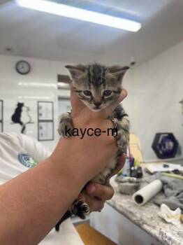 Kayce -  Domestic Short Hair Cat for Adoption in Glenfield, New York - Kayce | PetCurious