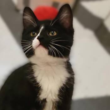 Tootsie -  Domestic Short Hair Cat for Adoption in Overland Park, Kansas - Tootsie | PetCurious