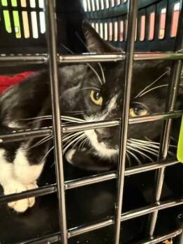 DUNE -  Domestic Short Hair Cat for Adoption in Louisville, Kentucky - DUNE | PetCurious