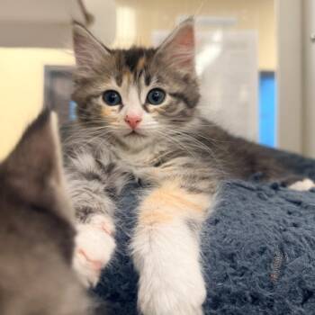 Candice -  Domestic Short Hair Cat for Adoption in Cheyenne, Wyoming - Candice | PetCurious