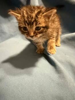 Doc -  Domestic Short Hair Cat for Adoption in Wyoming, Michigan - Doc | PetCurious
