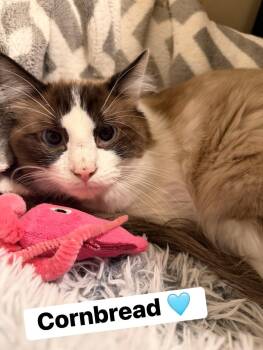 Cornbread -  Siamese and Snowshoe Cat for Adoption in Clarksville, Tennessee - Cornbread | PetCurious