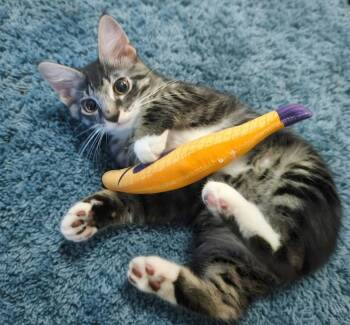 Sirius -  Domestic Medium Hair and Tabby Cat for Adoption in St. Cloud, Florida - Sirius | PetCurious