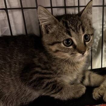 Cheetah -  Domestic Short Hair Cat for Adoption in Prince Frederick, Maryland - Cheetah | PetCurious
