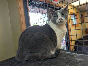 Rescue Domestic Short Hair Cats for Adoption in Port Barrington, Illinois - Kimmie | PetCurious