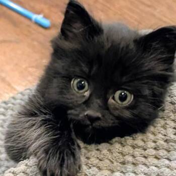 Jordan -  Domestic Short Hair Cat for Adoption in Montgomery, Alabama - Jordan | PetCurious