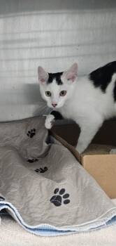 Syd -  Domestic Short Hair Cat for Adoption in West Chester, Pennsylvania - Syd | PetCurious