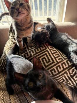 Domestic Short Hair Cats Available for Adoption - Marco | PetCurious