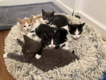 Ohtani -  Domestic Short Hair Cat for Adoption in Candler, North Carolina - Ohtani | PetCurious