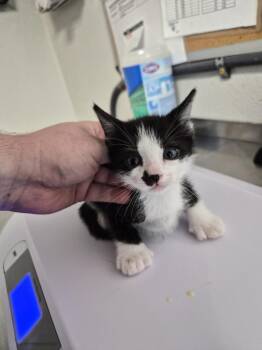 Musa -  Domestic Short Hair Cat for Adoption in Bolivar, Missouri - Musa | PetCurious