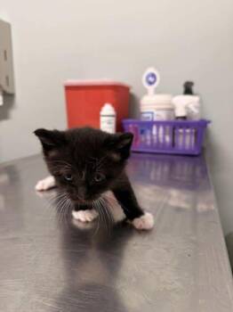 Samantha -  Domestic Short Hair Cat for Adoption in Annapolis, Maryland - Samantha | PetCurious