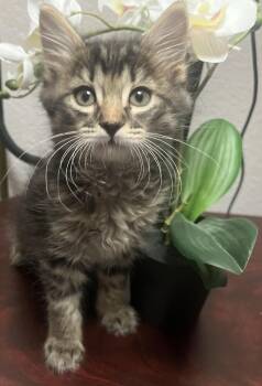 Cirrus -  Domestic Short Hair Cat for Adoption in Lancaster, California - Cirrus | PetCurious