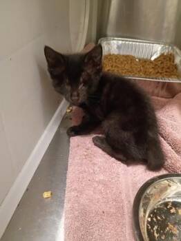 Dawn -  Domestic Short Hair Cat for Adoption in Atlanta, Georgia - Dawn | PetCurious