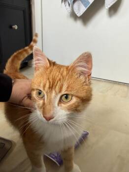 Percy 3 -  Domestic Short Hair Cat Available for Adoption in Arthur, Ontario - Percy 3 | PetCurious