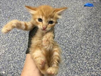 A1921682 -  Domestic Medium Hair Cat for Adoption in Thousand Palms, California - A1921682 | PetCurious