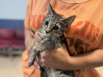 POP -  Domestic Short Hair Cat for Adoption in Doral, Florida - POP | PetCurious