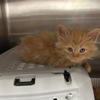 Gorilla -  Domestic Long Hair Cat for Adoption in Salt Lake City, Utah - Gorilla | PetCurious