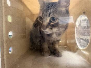 Domestic Short Hair Cats Available for Adoption in Riverside, California - TYSON | PetCurious