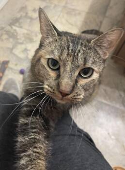 Domestic Short Hair Cats Available for Adoption in Tucson, Arizona - Cambria | PetCurious