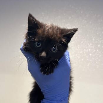 Joni* -  Domestic Short Hair Cat for Adoption in San Gabriel, California - Joni* | PetCurious