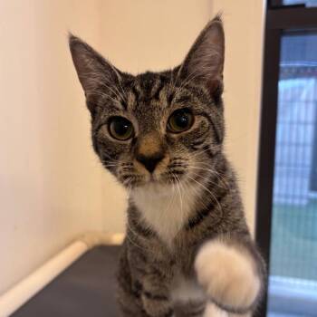 Venus -  Domestic Short Hair Cat for Adoption in New York, New York - Venus | PetCurious