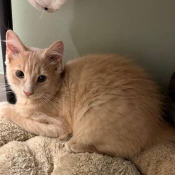 Vermillion -  Domestic Medium Hair Cat for Adoption in Middlebury, Vermont - Vermillion | PetCurious